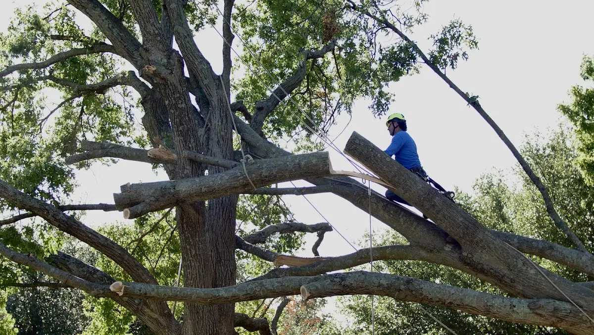 Professional Crown Thinning performed by certified arborists in Judsonia