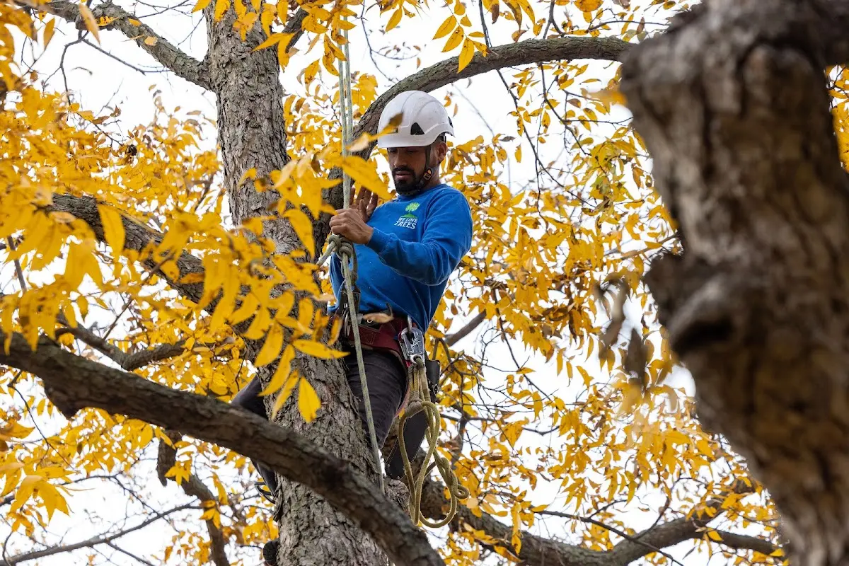 Skilled Tree Planing crew working in Judsonia