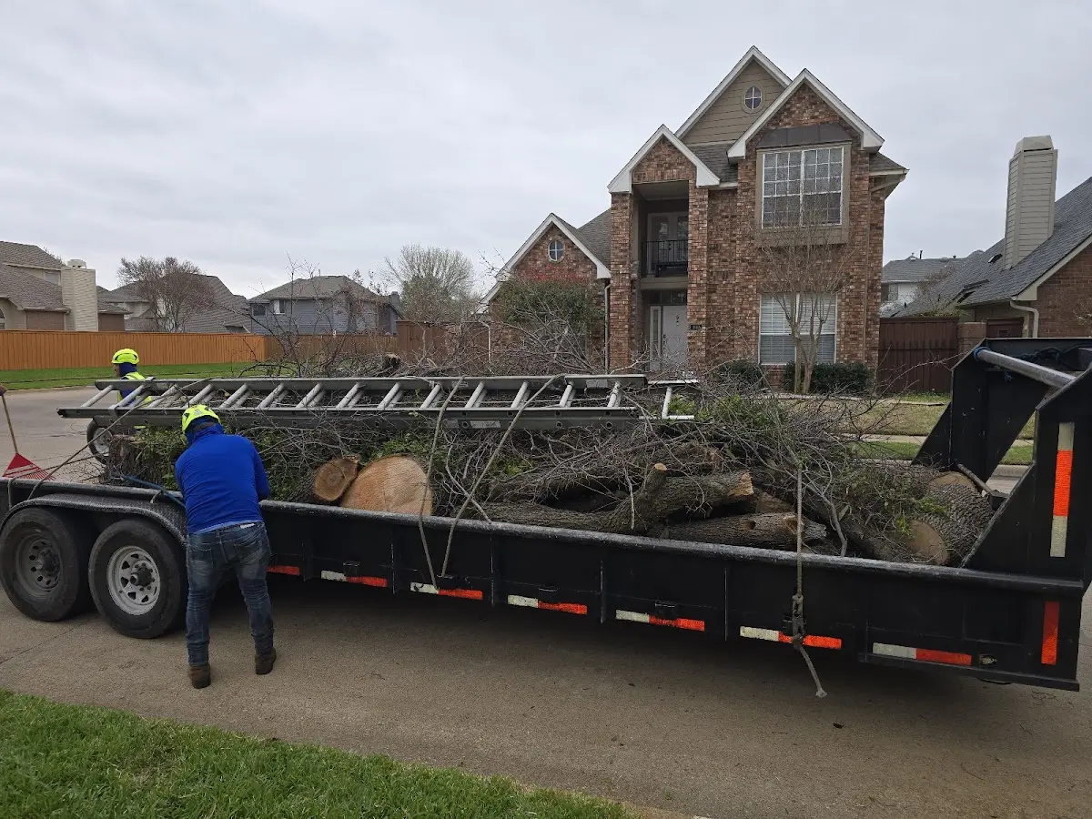 Expert Tree Pest Control with proper safety equipment in Judsonia